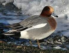 Eurasian Wigeon