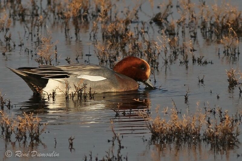 Canard siffleur mâle adulte internuptial, identification