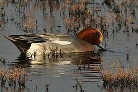 Eurasian Wigeon