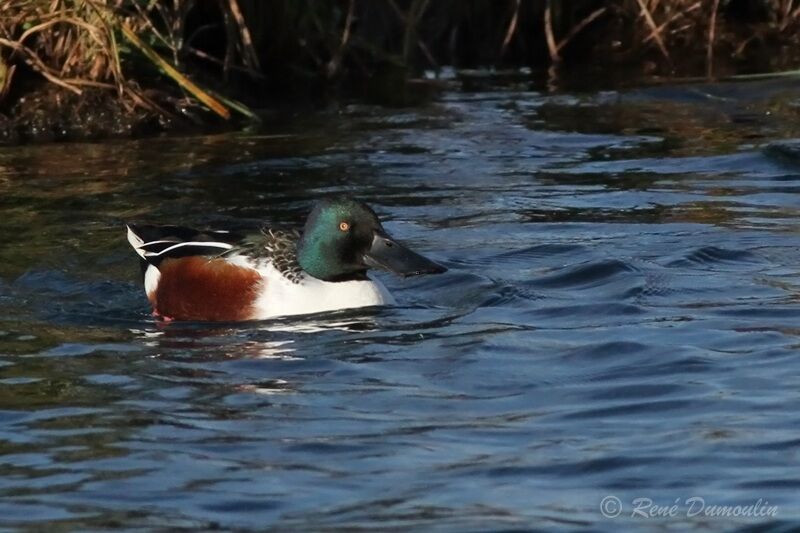 Canard souchetadulte internuptial, identification