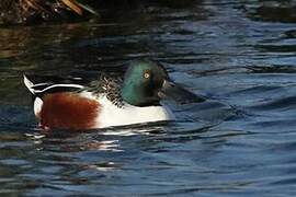 Northern Shoveler