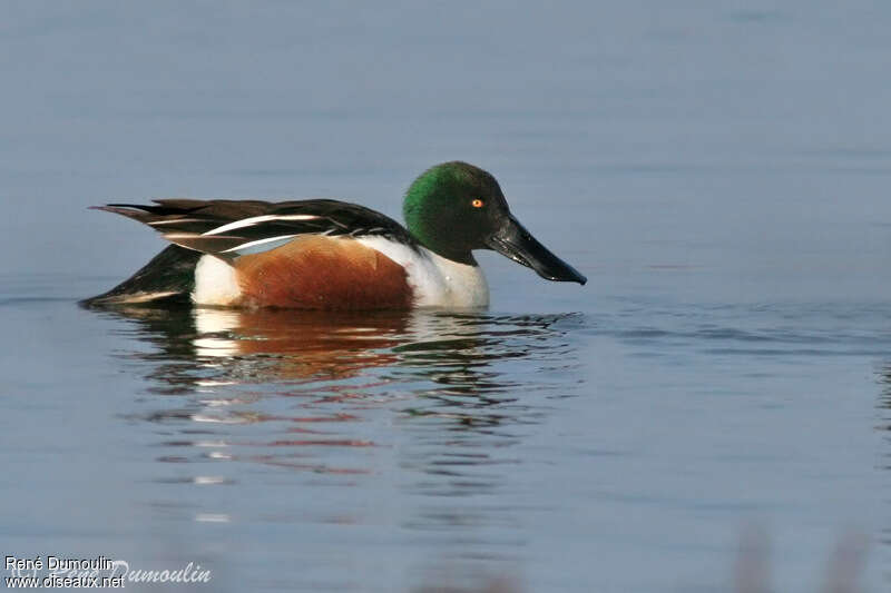 Canard souchet mâle adulte, identification