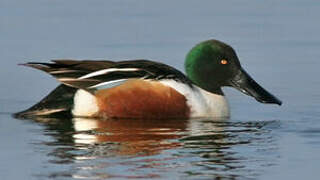 Northern Shoveler