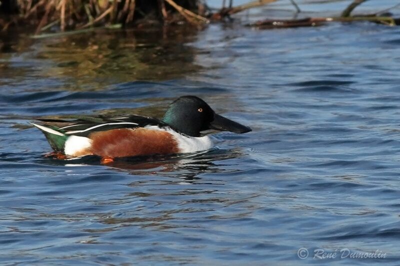 Northern Shoveleradult post breeding, identification