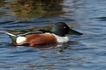 Canard souchet