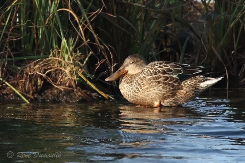 Canard souchetadulte internuptial, identification