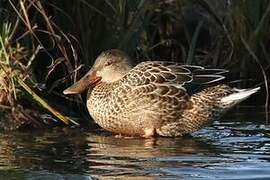 Northern Shoveler