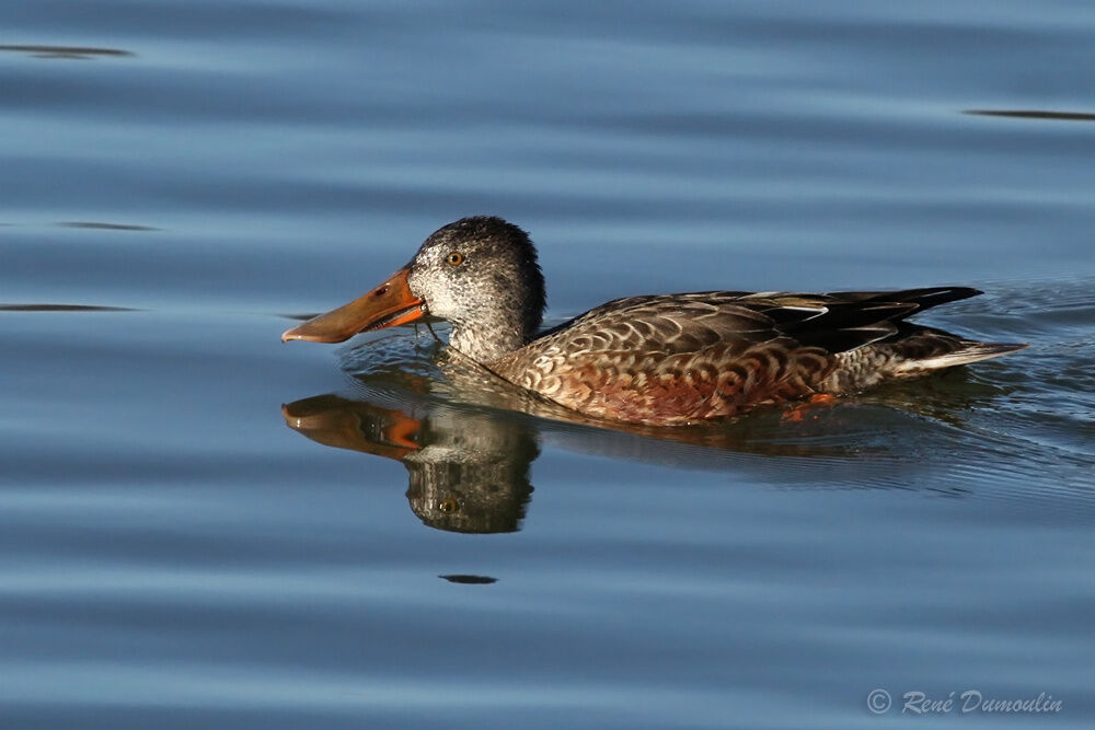 Canard souchet mâle immature, identification