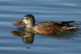 Northern Shoveler