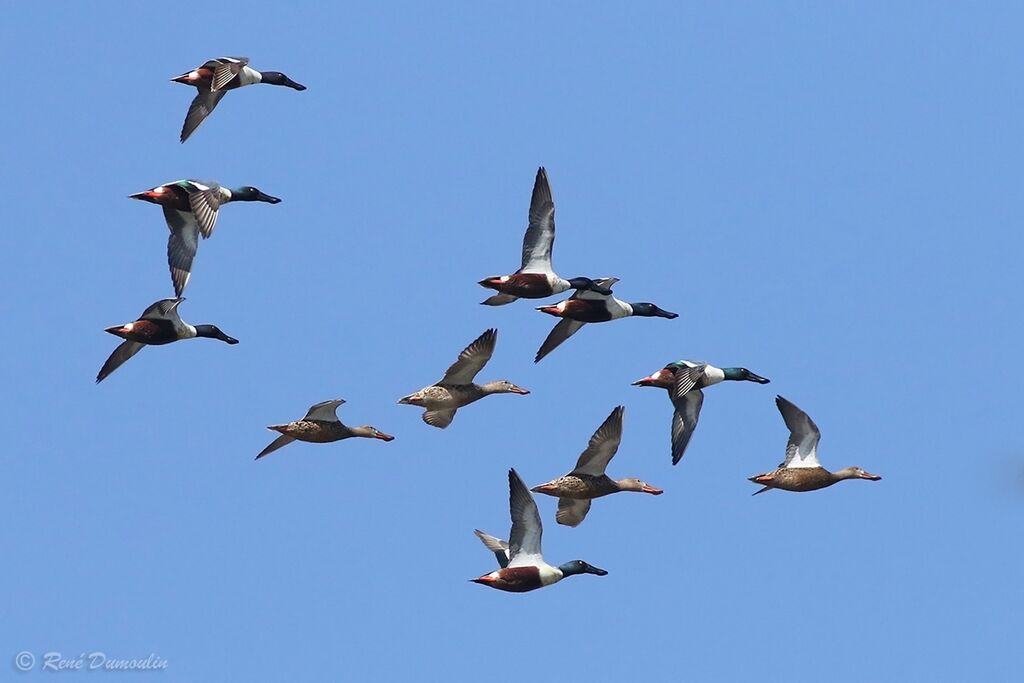 Northern Shoveler, Flight