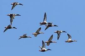 Northern Shoveler