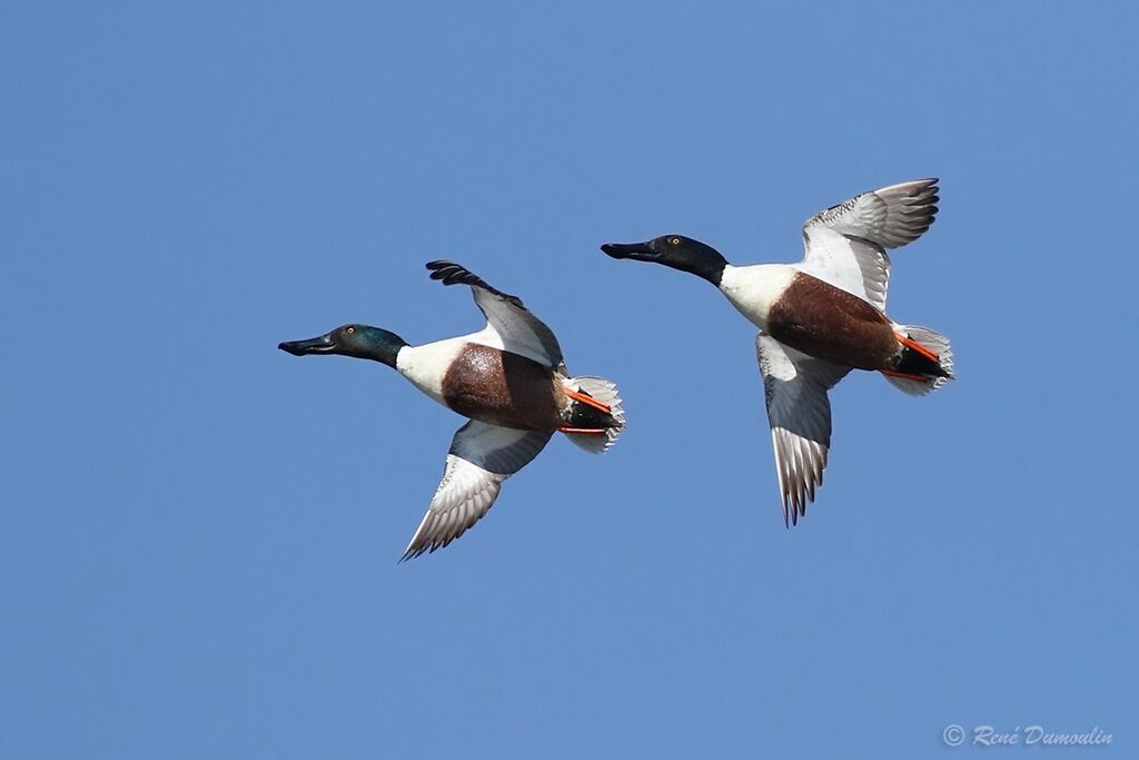 Northern Shoveler male adult breeding, Flight