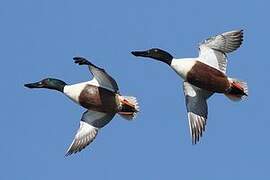 Northern Shoveler