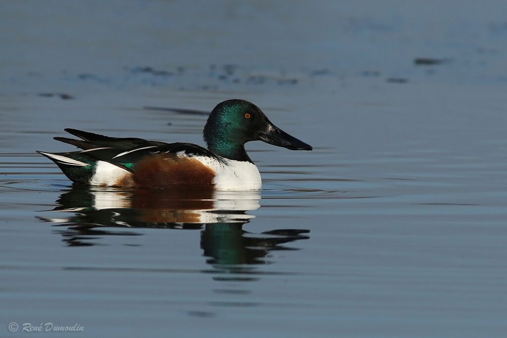 Northern Shoveler male adult transition, identification