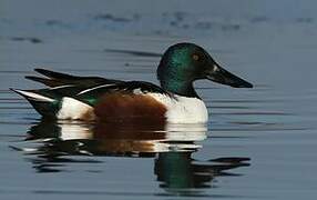 Northern Shoveler