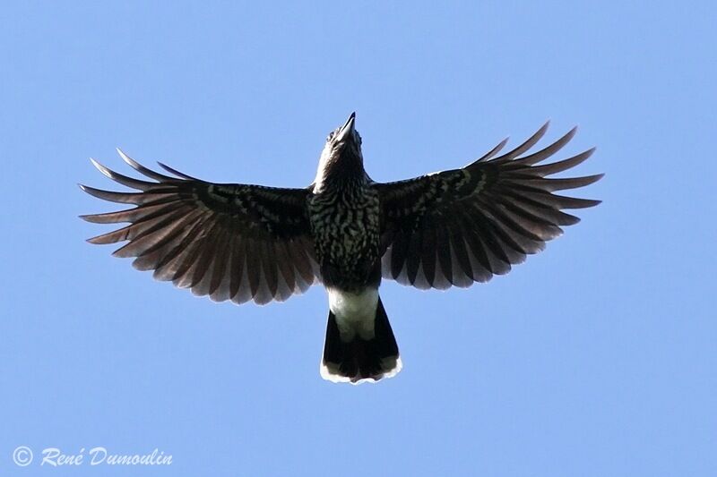 Spotted Nutcrackeradult, Flight