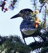 Spotted Nutcracker