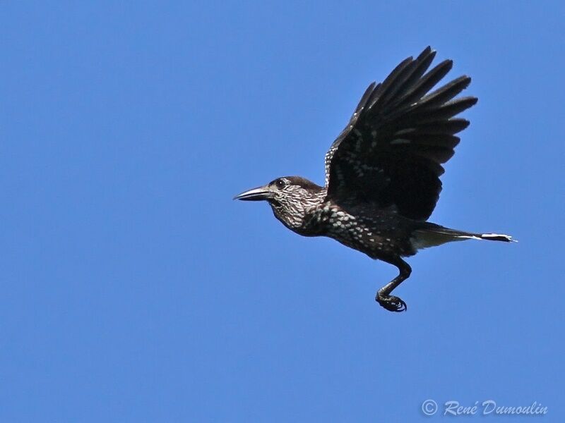 Spotted Nutcrackeradult, Flight