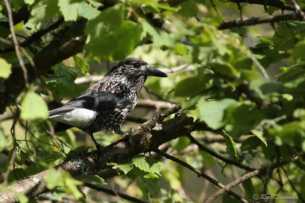 Cassenoix mouchetéadulte, identification