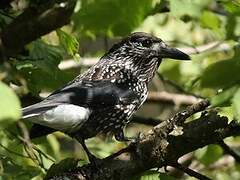 Spotted Nutcracker