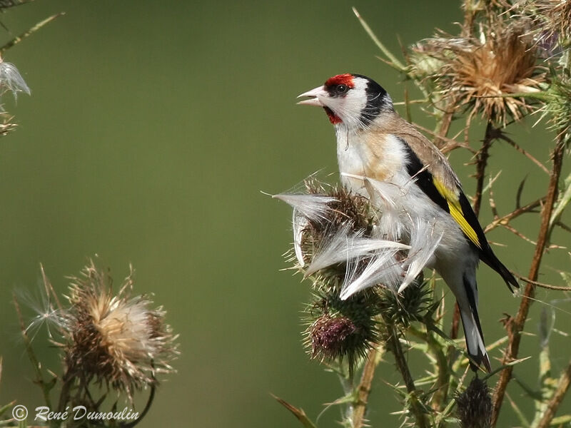 European Goldfinchadult, identification, feeding habits