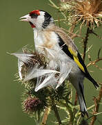 European Goldfinch