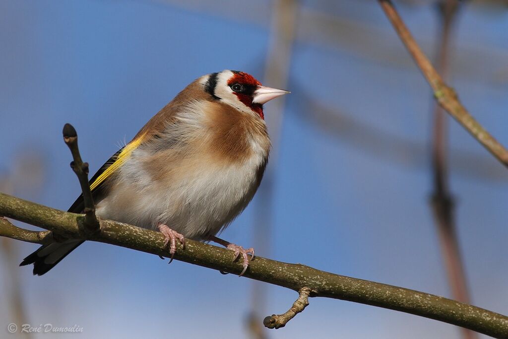 European Goldfinchadult breeding, identification