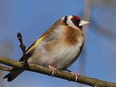 European Goldfinch