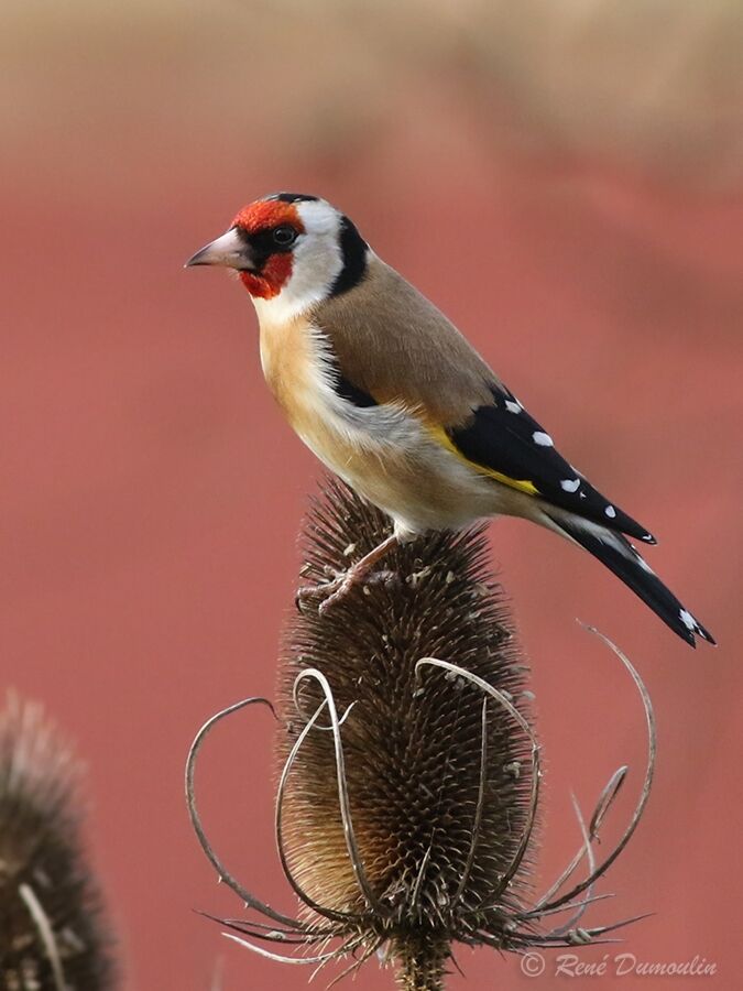 European Goldfinch male adult breeding, identification