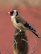 European Goldfinch