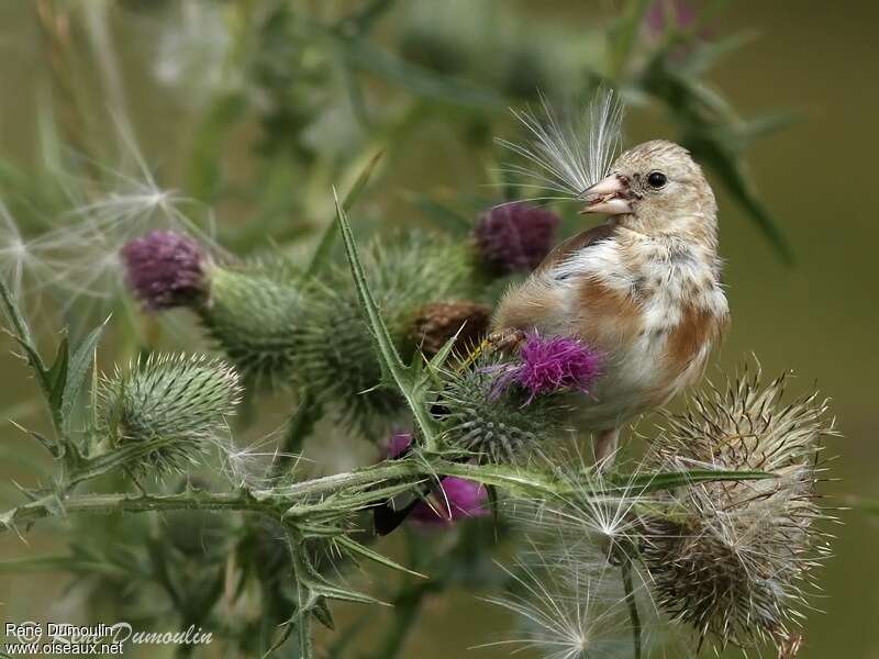 European Goldfinchjuvenile, feeding habits