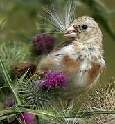 European Goldfinch