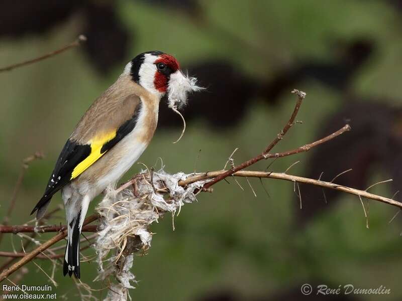 European Goldfinch female adult breeding, Reproduction-nesting, Behaviour