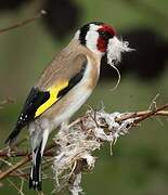 European Goldfinch