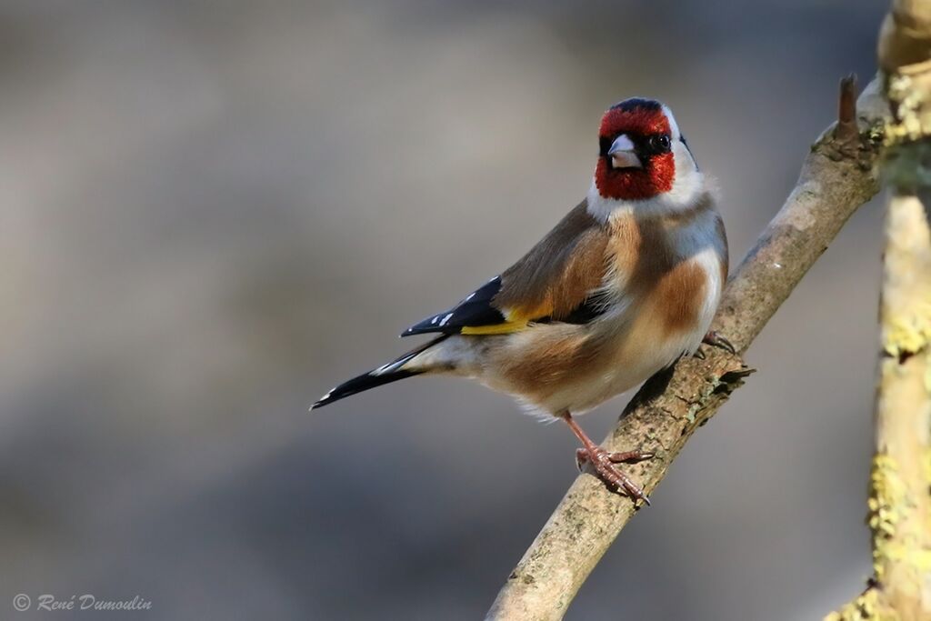 European Goldfinch male adult breeding, identification