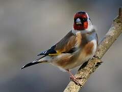 European Goldfinch