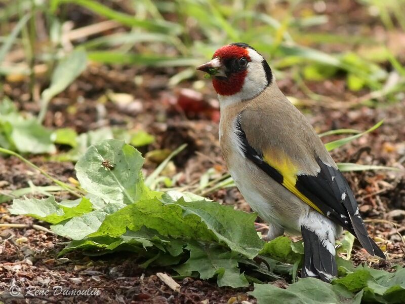 European Goldfinchadult, identification