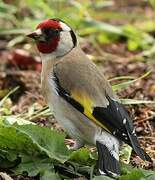 European Goldfinch