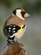 Chardonneret élégant