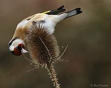 European Goldfinch