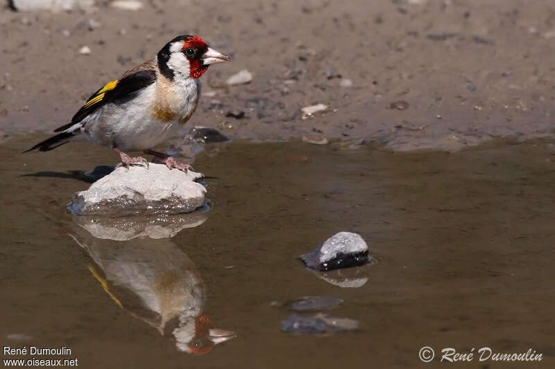 European Goldfinchadult, identification, Behaviour