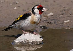 European Goldfinch