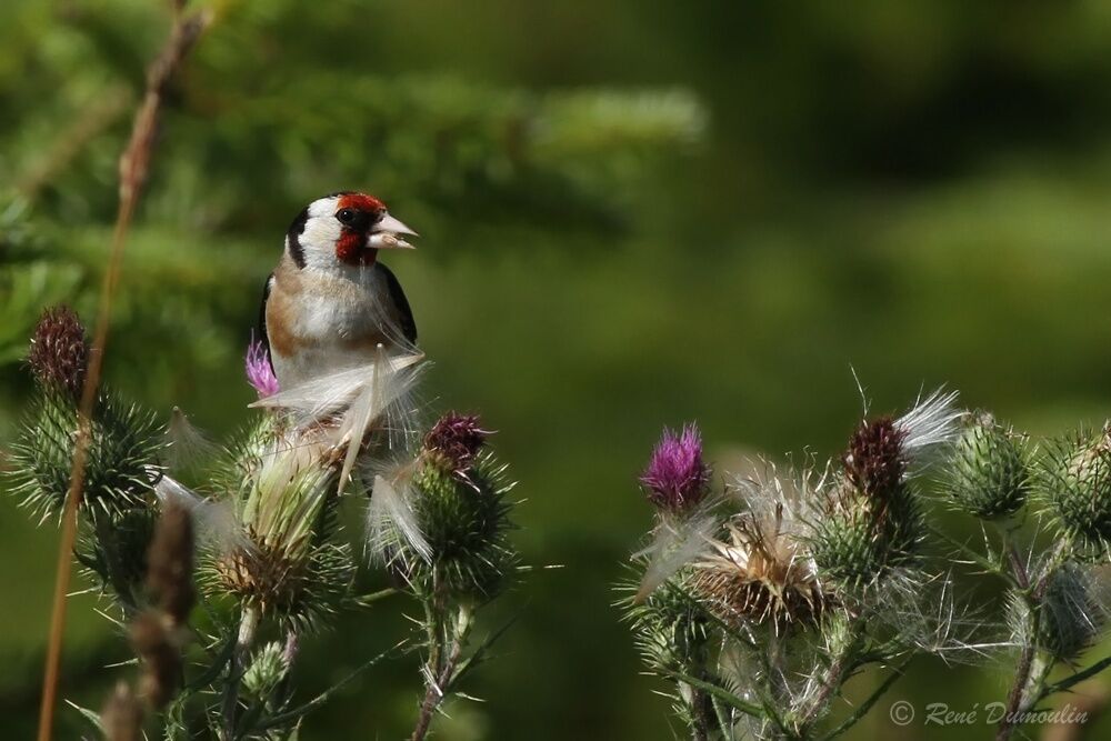 European Goldfinch male adult breeding, identification, eats