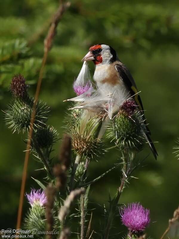 European Goldfinch male adult breeding, feeding habits, eats