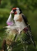 European Goldfinch