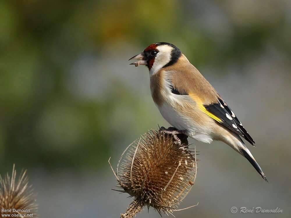 Chardonneret élégantadulte, régime, mange