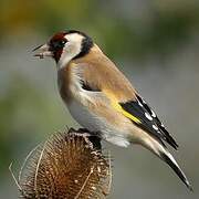 European Goldfinch