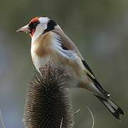 European Goldfinch