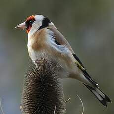 Chardonneret élégant