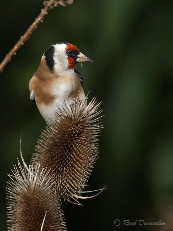 European Goldfinchadult breeding, identification, feeding habits